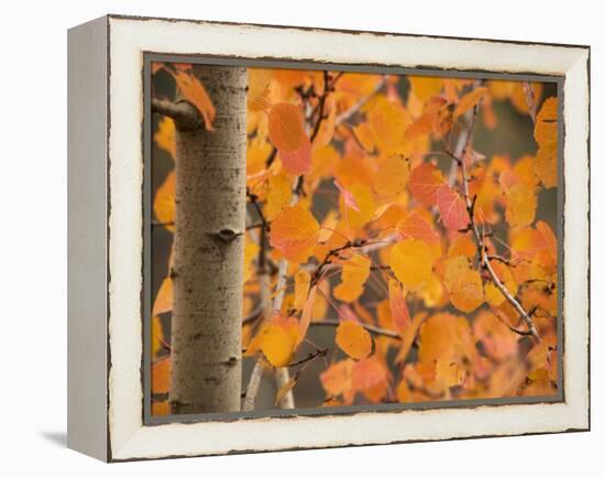 Aspen, with Stunning Red Autumn Foliage-null-Framed Premier Image Canvas