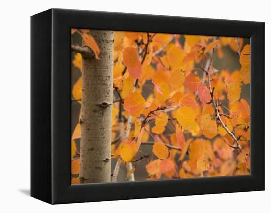 Aspen, with Stunning Red Autumn Foliage-null-Framed Premier Image Canvas