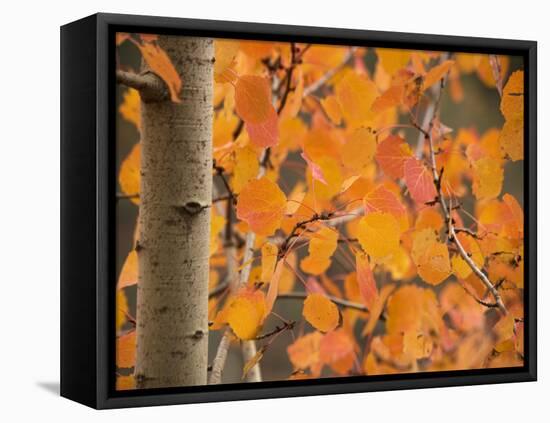 Aspen, with Stunning Red Autumn Foliage-null-Framed Premier Image Canvas