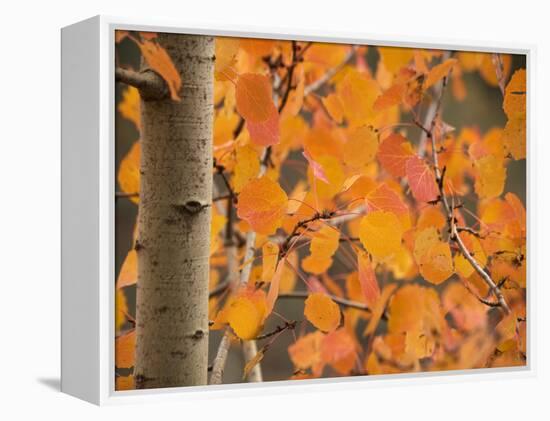 Aspen, with Stunning Red Autumn Foliage-null-Framed Premier Image Canvas