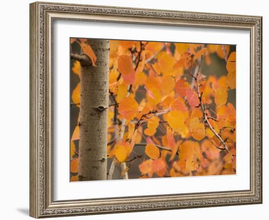 Aspen, with Stunning Red Autumn Foliage-null-Framed Photographic Print