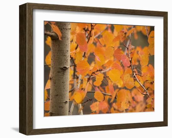 Aspen, with Stunning Red Autumn Foliage-null-Framed Photographic Print