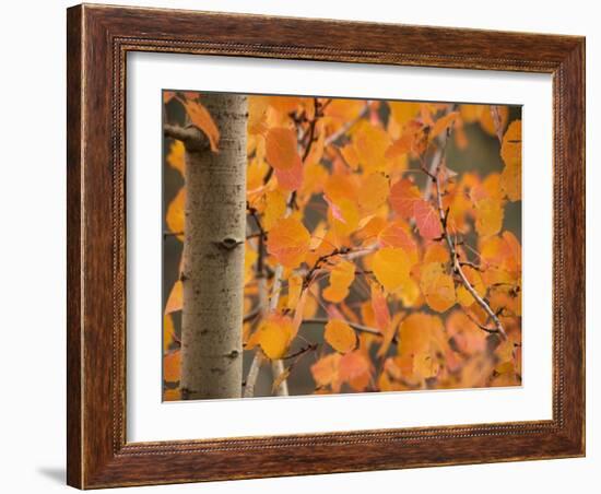 Aspen, with Stunning Red Autumn Foliage-null-Framed Photographic Print