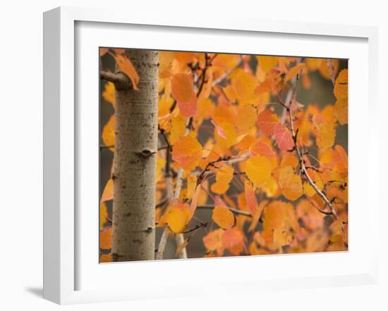 Aspen, with Stunning Red Autumn Foliage-null-Framed Photographic Print