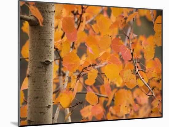 Aspen, with Stunning Red Autumn Foliage-null-Mounted Photographic Print