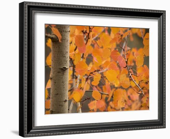 Aspen, with Stunning Red Autumn Foliage-null-Framed Photographic Print