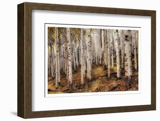 Aspen Woods-David Drost-Framed Photographic Print