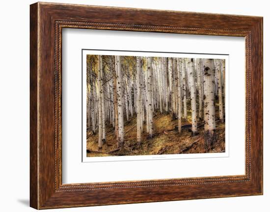 Aspen Woods-David Drost-Framed Photographic Print