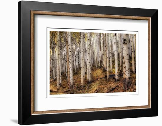 Aspen Woods-David Drost-Framed Photographic Print