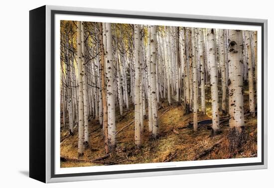 Aspen Woods-David Drost-Framed Premier Image Canvas