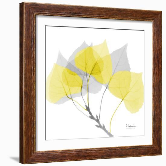 Aspen Yellow Gray-Albert Koetsier-Framed Photographic Print