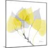 Aspen Yellow Gray-Albert Koetsier-Mounted Photographic Print