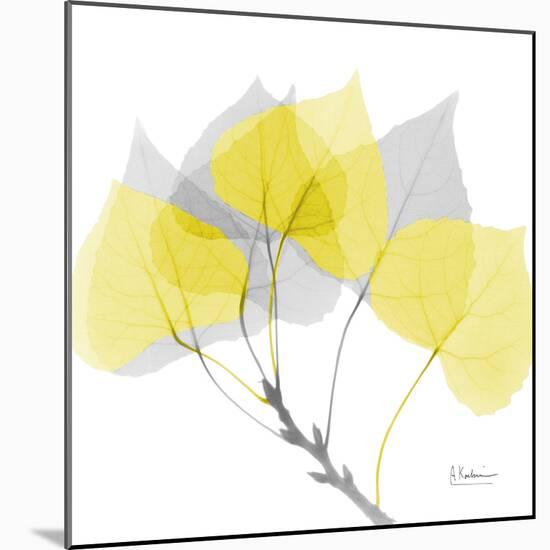 Aspen Yellow Gray-Albert Koetsier-Mounted Photographic Print