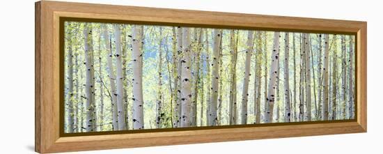 Aspen-Shelley Lake-Framed Premier Image Canvas