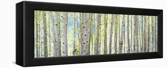 Aspen-Shelley Lake-Framed Premier Image Canvas