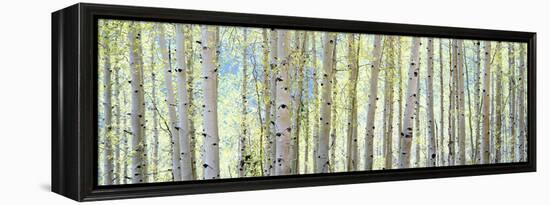 Aspen-Shelley Lake-Framed Premier Image Canvas