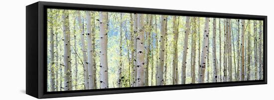 Aspen-Shelley Lake-Framed Premier Image Canvas