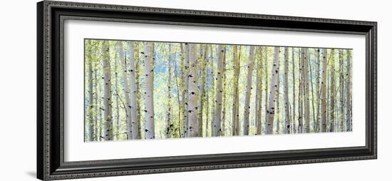 Aspen-Shelley Lake-Framed Premium Photographic Print