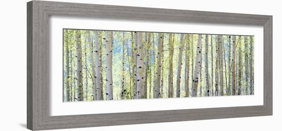 Aspen-Shelley Lake-Framed Photographic Print