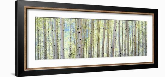 Aspen-Shelley Lake-Framed Photographic Print