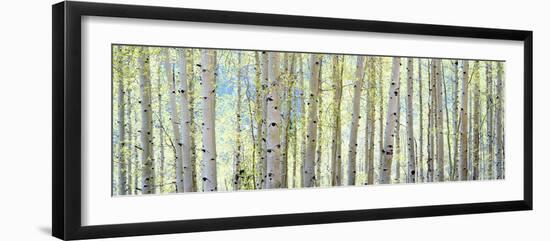 Aspen-Shelley Lake-Framed Photographic Print