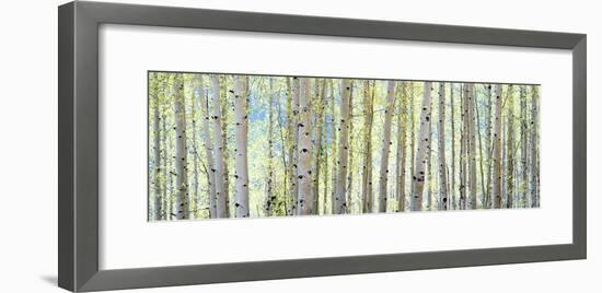 Aspen-Shelley Lake-Framed Photographic Print