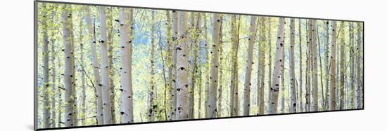 Aspen-Shelley Lake-Mounted Photographic Print