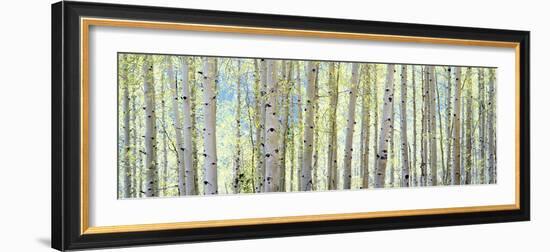 Aspen-Shelley Lake-Framed Photographic Print