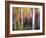 Aspenlandia-Ursula Abresch-Framed Photographic Print