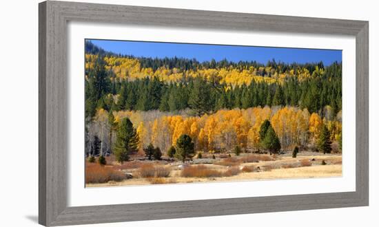 Aspens and Evergreens Brighten a Fall Day in Hope Valley, California-John Alves-Framed Photographic Print