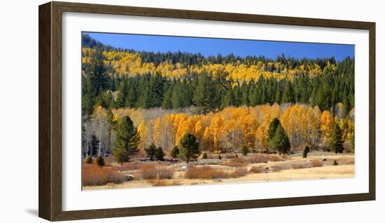 Aspens and Evergreens Brighten a Fall Day in Hope Valley, California-John Alves-Framed Photographic Print