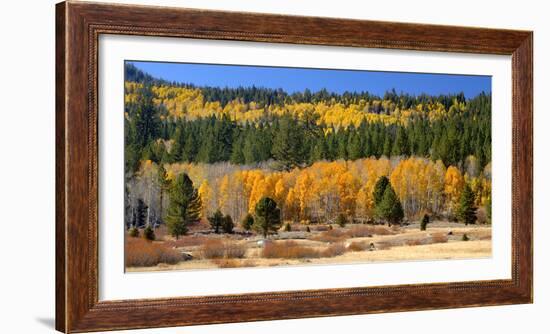 Aspens and Evergreens Brighten a Fall Day in Hope Valley, California-John Alves-Framed Photographic Print