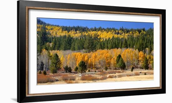 Aspens and Evergreens Brighten a Fall Day in Hope Valley, California-John Alves-Framed Photographic Print