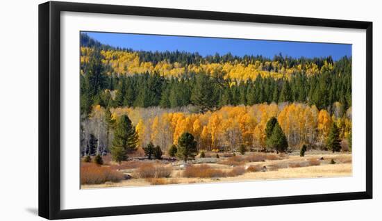 Aspens and Evergreens Brighten a Fall Day in Hope Valley, California-John Alves-Framed Photographic Print