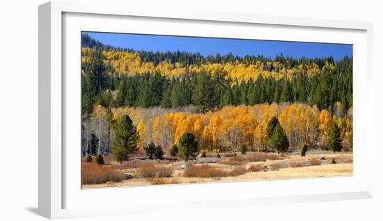 Aspens and Evergreens Brighten a Fall Day in Hope Valley, California-John Alves-Framed Photographic Print