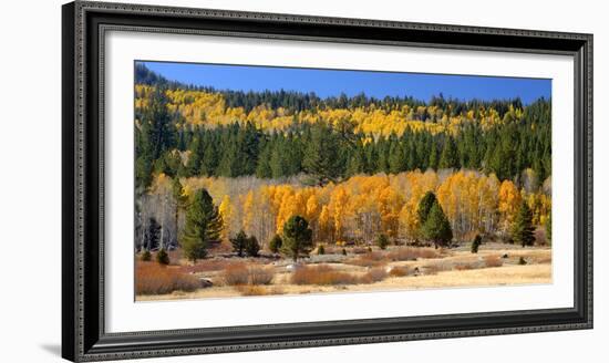 Aspens and Evergreens Brighten a Fall Day in Hope Valley, California-John Alves-Framed Photographic Print