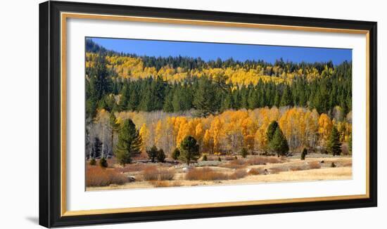 Aspens and Evergreens Brighten a Fall Day in Hope Valley, California-John Alves-Framed Photographic Print