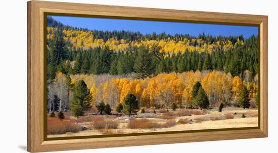 Aspens and Evergreens Brighten a Fall Day in Hope Valley, California-John Alves-Framed Premier Image Canvas