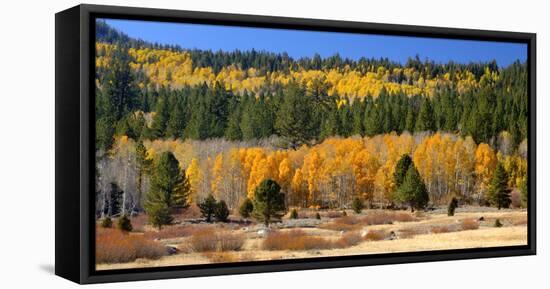 Aspens and Evergreens Brighten a Fall Day in Hope Valley, California-John Alves-Framed Premier Image Canvas