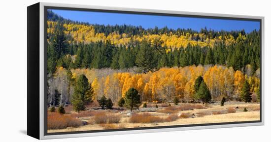 Aspens and Evergreens Brighten a Fall Day in Hope Valley, California-John Alves-Framed Premier Image Canvas