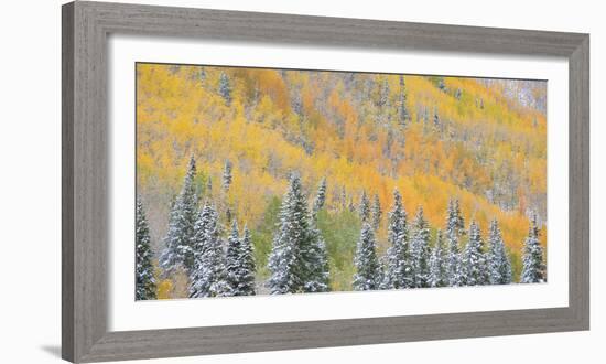 Aspens and Evergreens-Dan Ballard-Framed Photographic Print