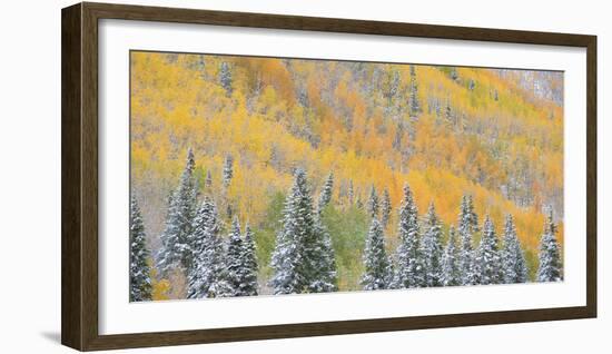 Aspens and Evergreens-Dan Ballard-Framed Photographic Print