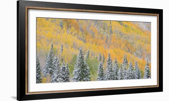 Aspens and Evergreens-Dan Ballard-Framed Photographic Print