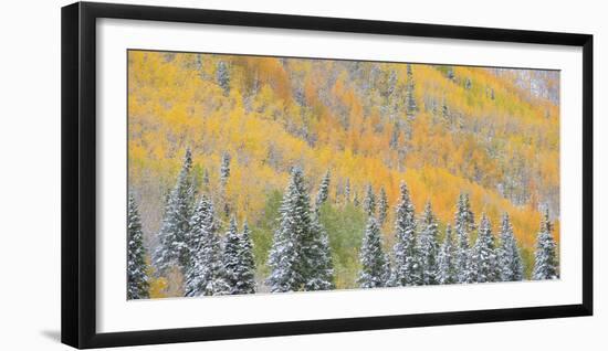 Aspens and Evergreens-Dan Ballard-Framed Photographic Print