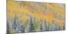 Aspens and Evergreens-Dan Ballard-Mounted Photographic Print