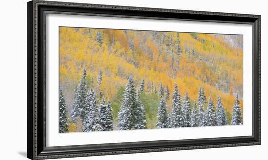 Aspens and Evergreens-Dan Ballard-Framed Photographic Print