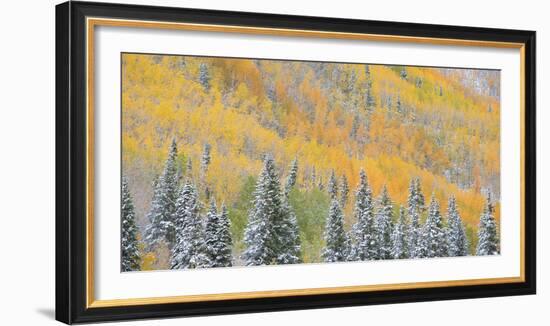 Aspens and Evergreens-Dan Ballard-Framed Photographic Print