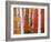 Aspens and Maples-Elizabeth Carmel-Framed Photographic Print