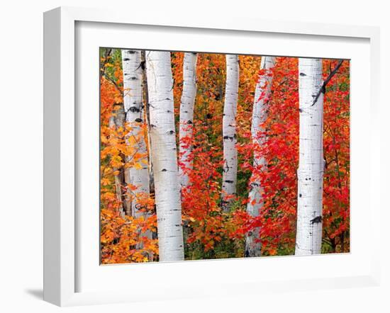 Aspens and Maples-Elizabeth Carmel-Framed Photographic Print