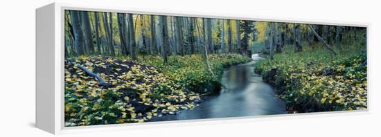 Aspens and Stream in Uncompahgre National Forest, Ridgeway, Colorado-null-Framed Stretched Canvas